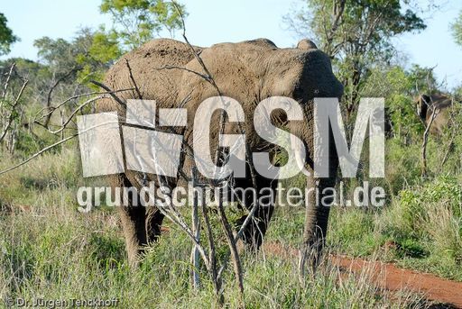 Afrikanischer Elefant (27 von 131).jpg
